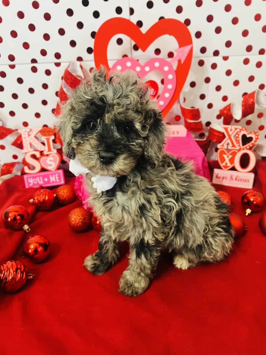 Merle Mini Poodle image 3