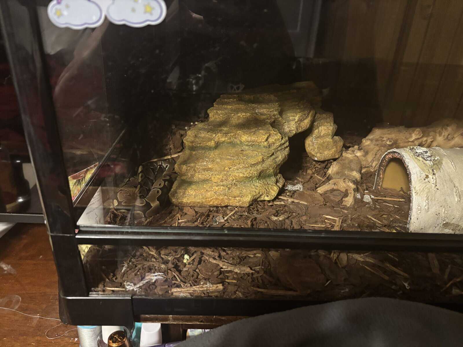 Balled python morph with tank image 2