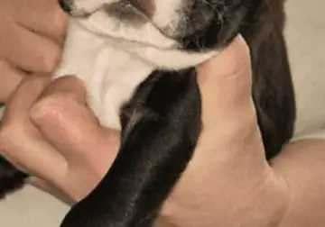 Boston terrier puppy