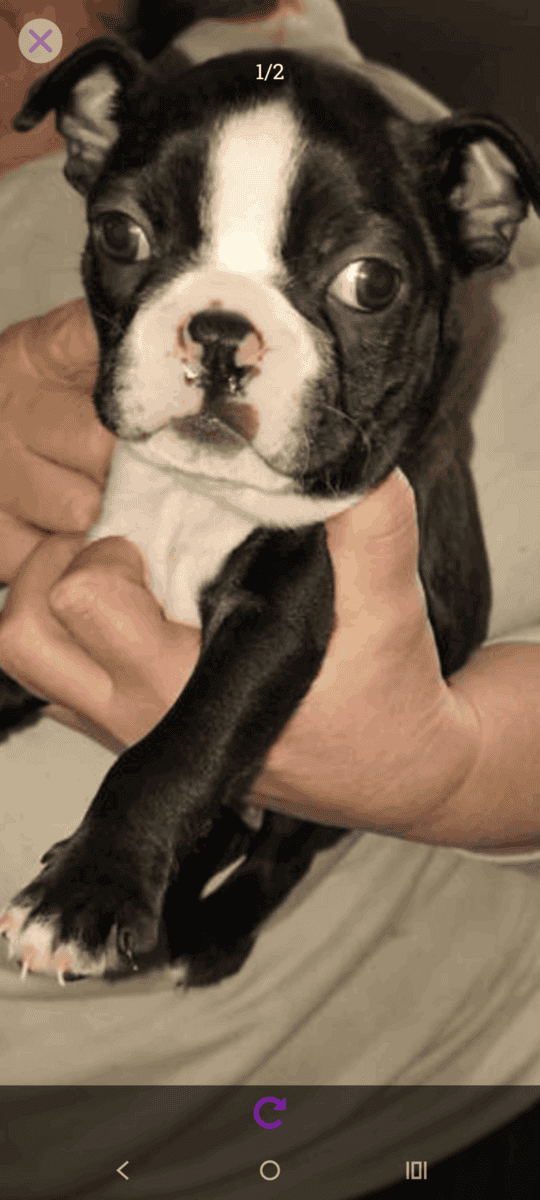 Boston terrier puppy image 1