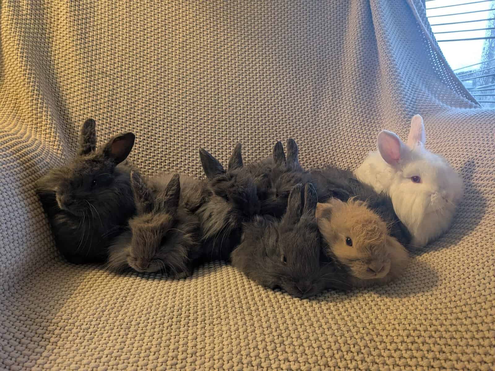 French Angora image 3