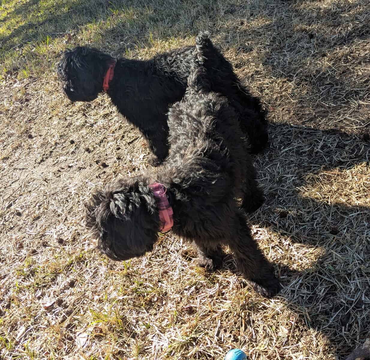 Sweet Whoodle Puppies image 8