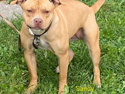 Full Blooded Pitbull puppie