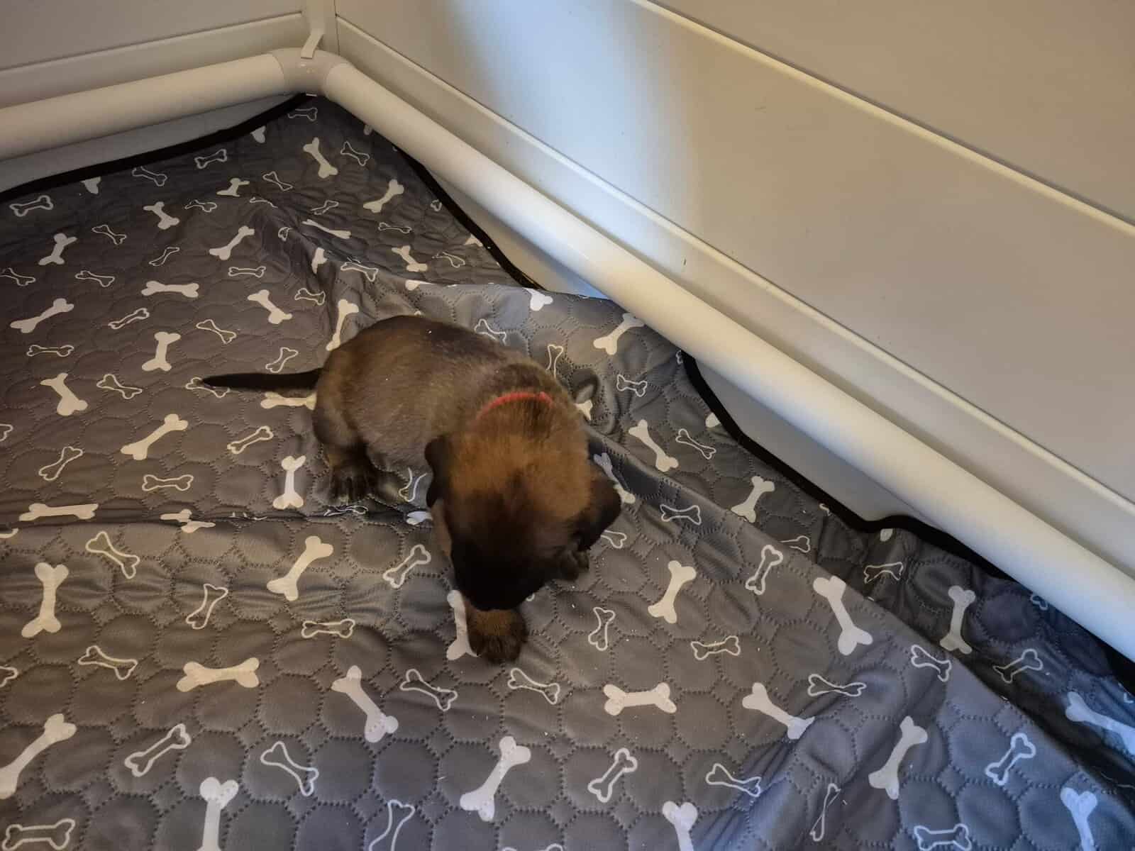 Mastiff image 8
