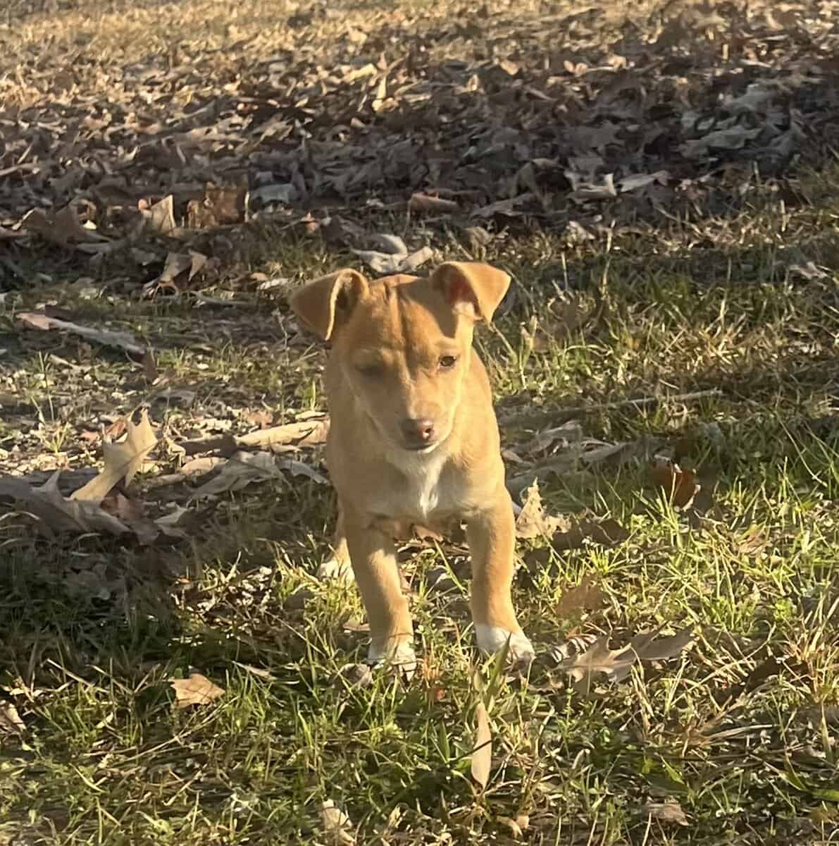 Chihuahua/dachsund image 2