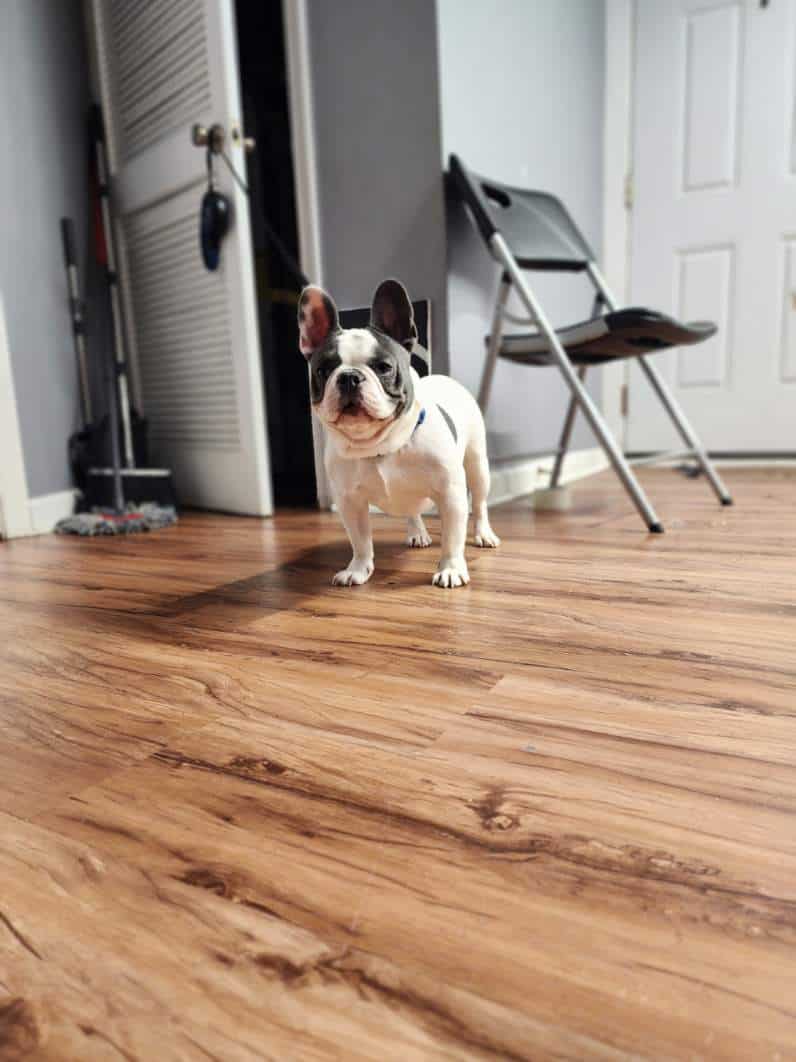 Female French bulldog image 5