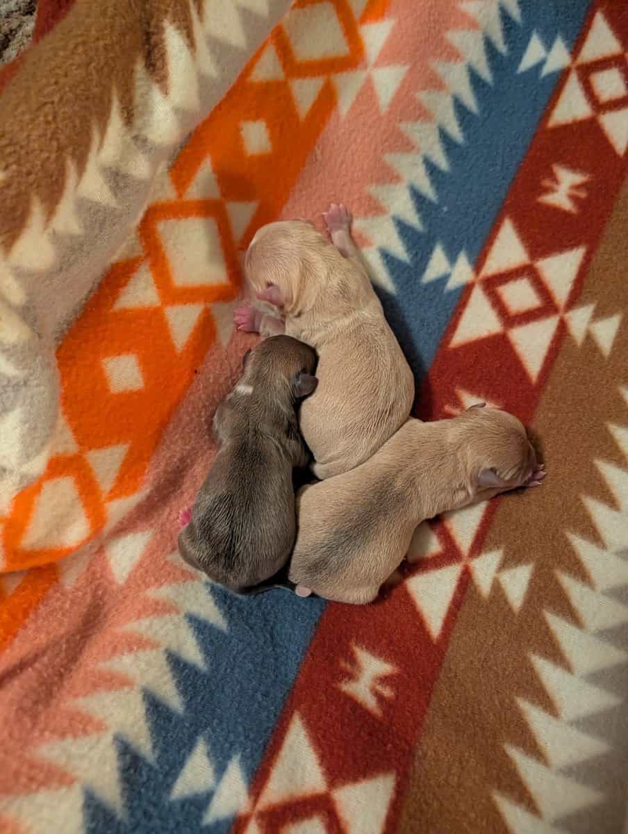 Beautiful Chihuahua puppies! image 1