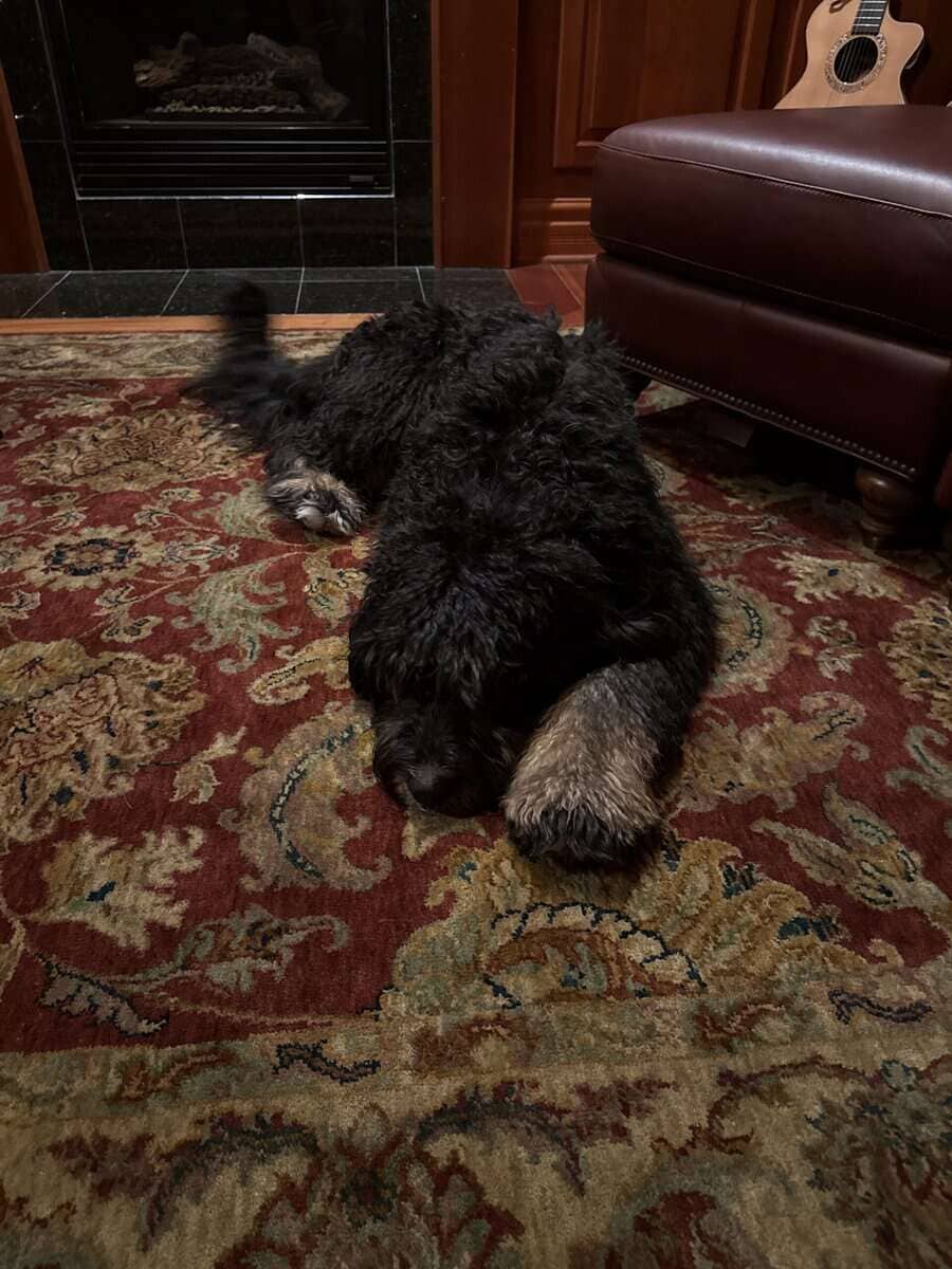 Young bernedoodle in need of a loving home image 2