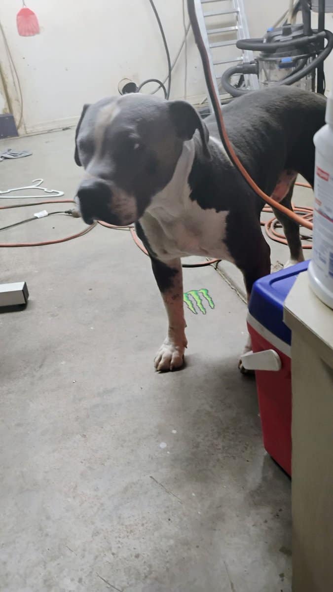 Free Puppies image 1