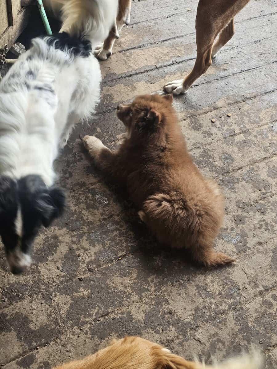 Alaskan Nanuk Puppies image 3