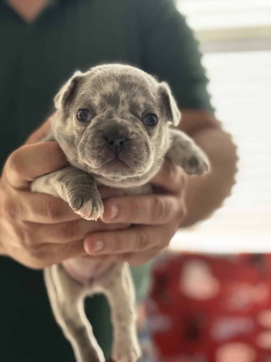 AKC French Bulldog Puppies for sale! image 4