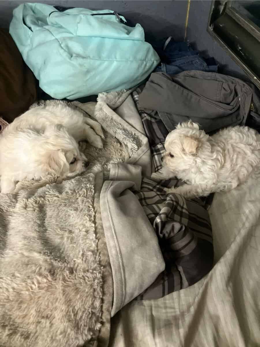 Male puppy image 5