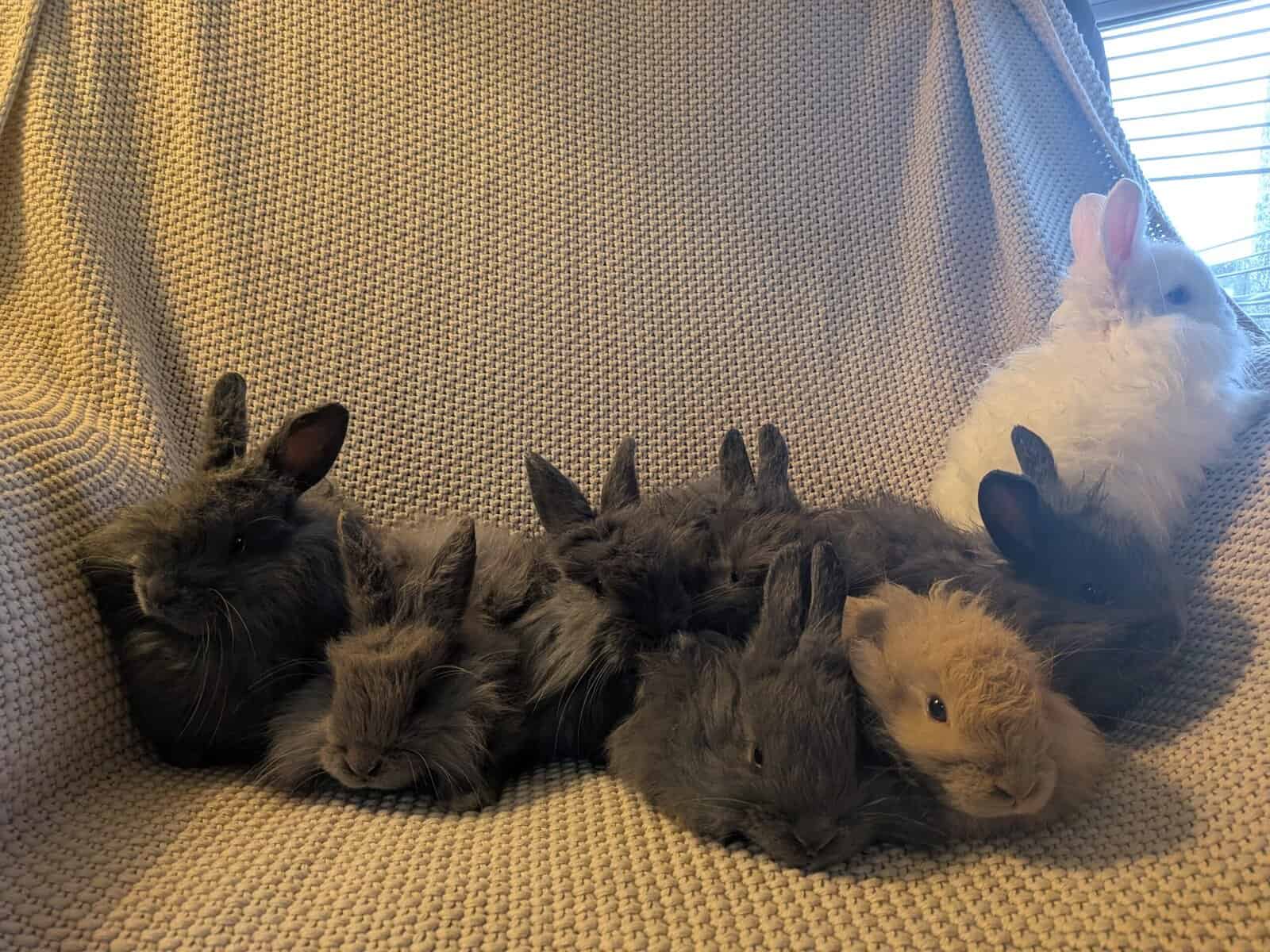 French Angora image 1