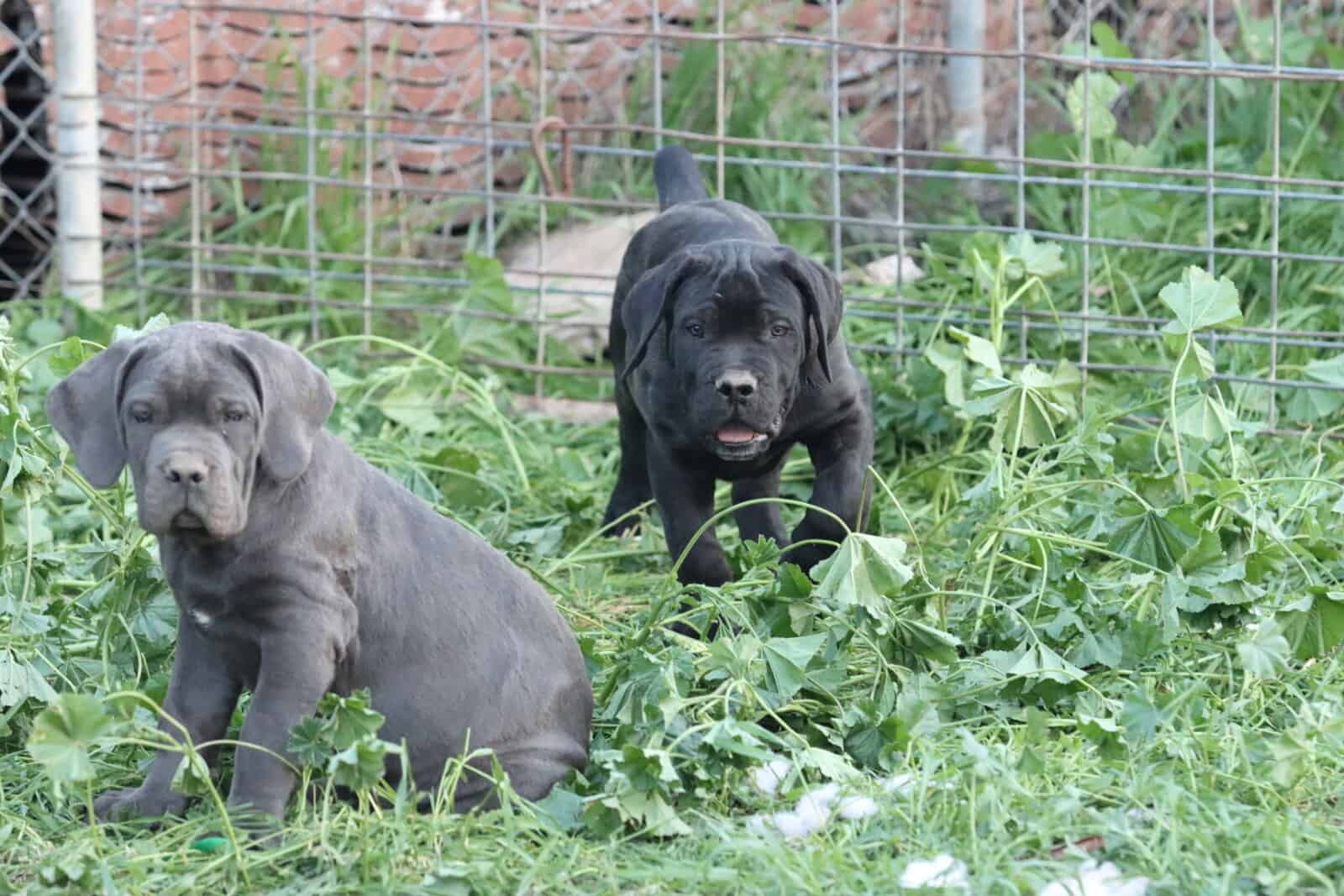 Cane Corso Puppies image 1