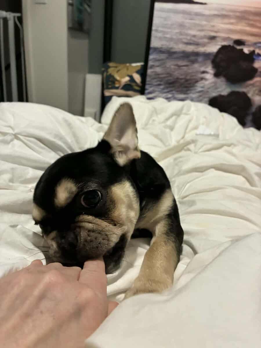 Purebred female Frenchie image 3