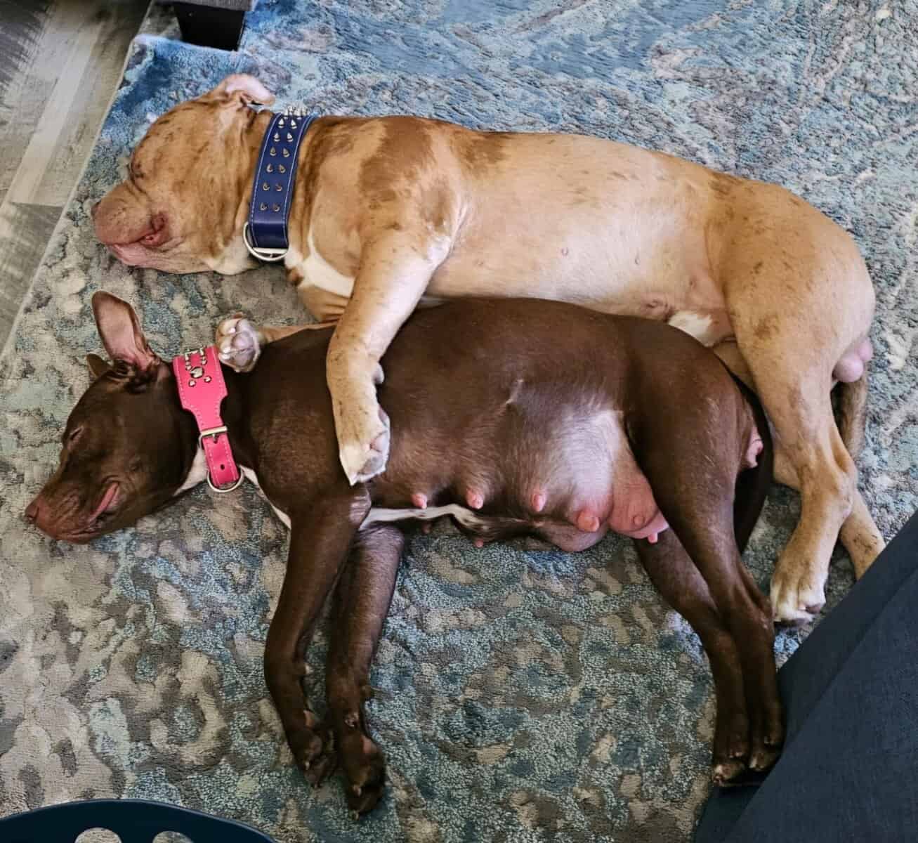 Bully puppies for sale image 15
