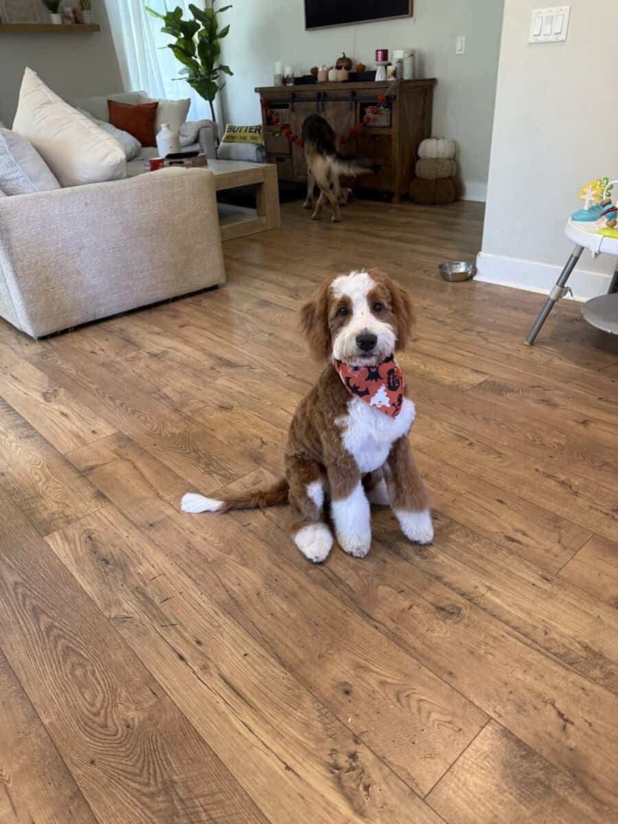 Tater (Bernedoodle F1) Needs a Home image 2