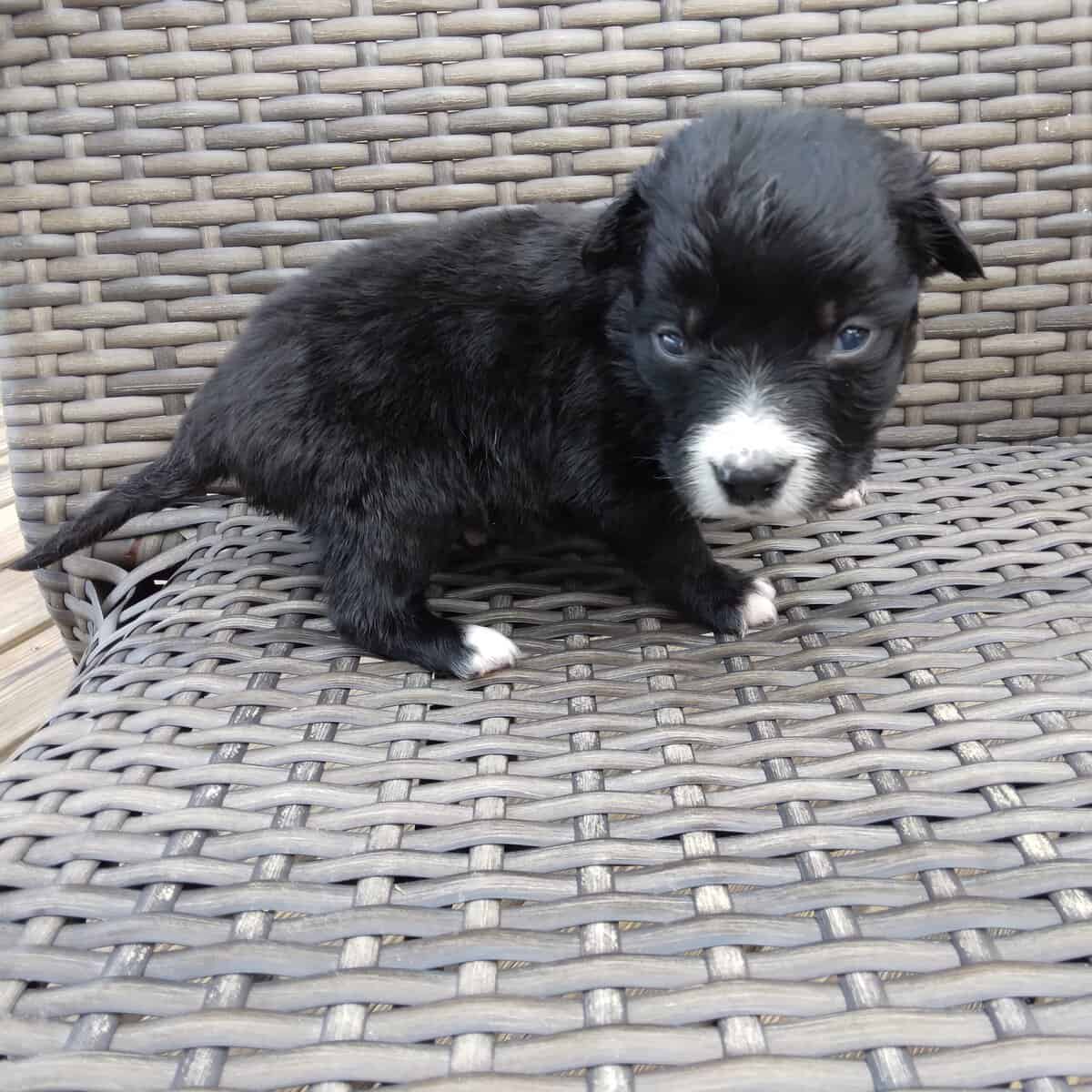 Border Collie/ Golden Retriever Mix male puppies image 5