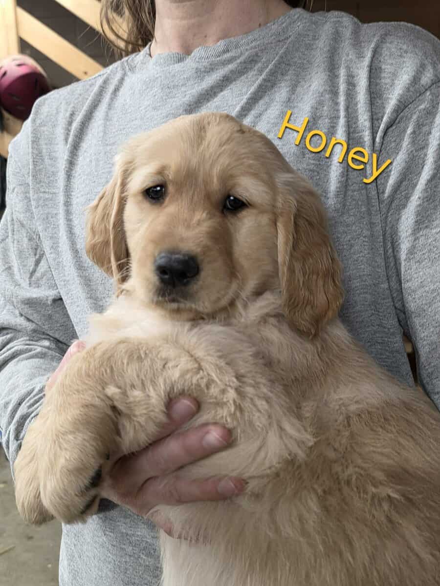 AKC Golden Retriever Puppies image 4