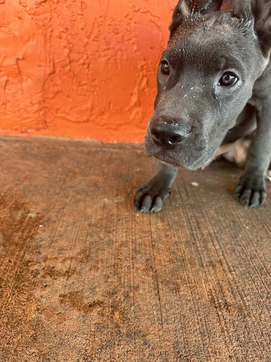 Cane corso puppies image 2