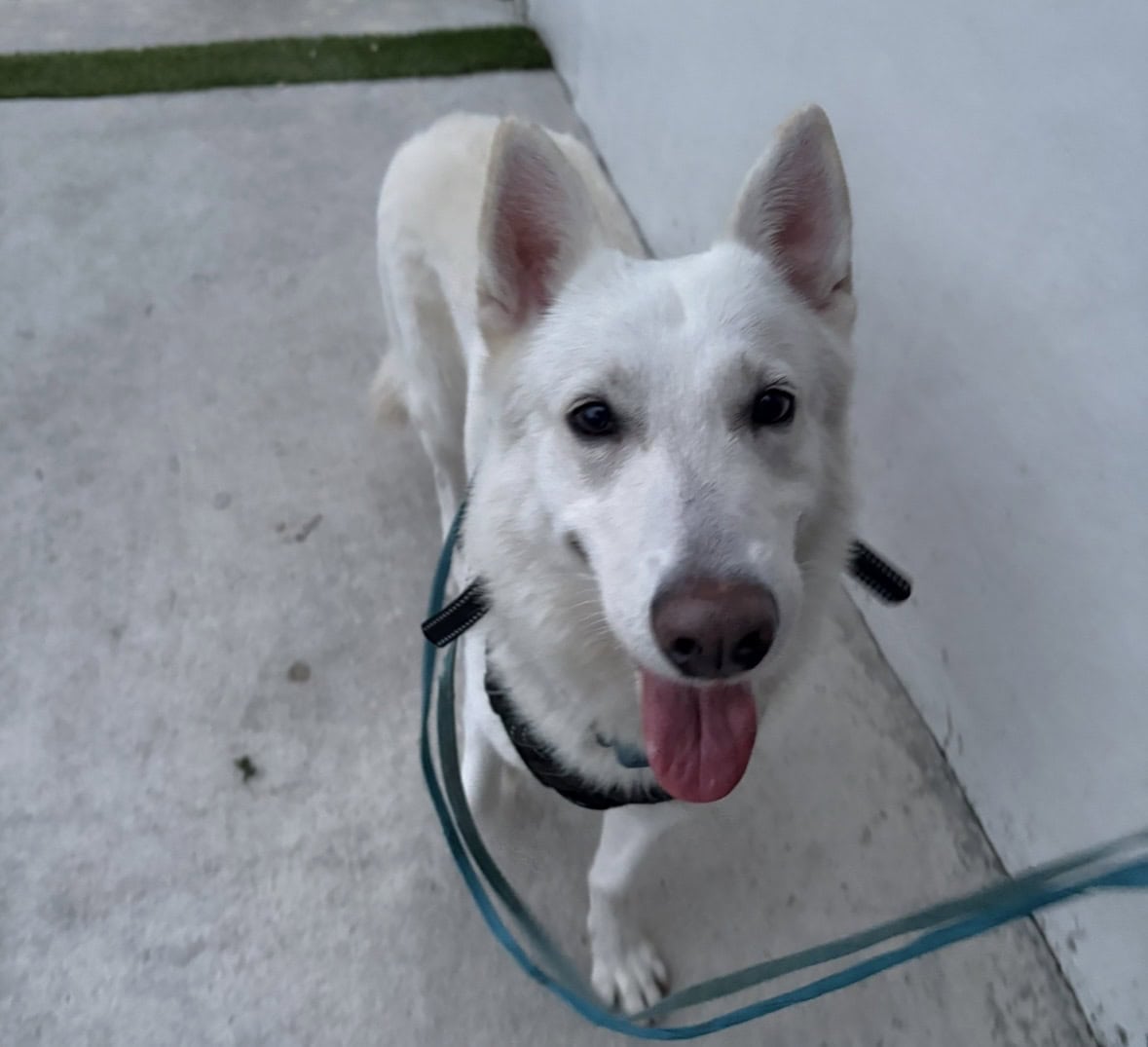 White Swiss Shepherd l image 8
