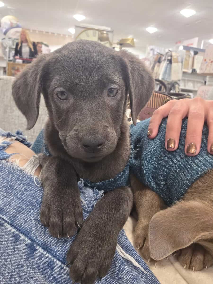 11 week old lab mixes available for adoption image 1