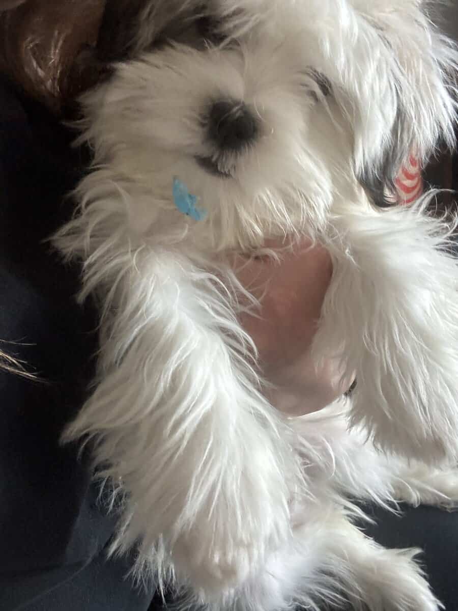 Shih Tzu image 3