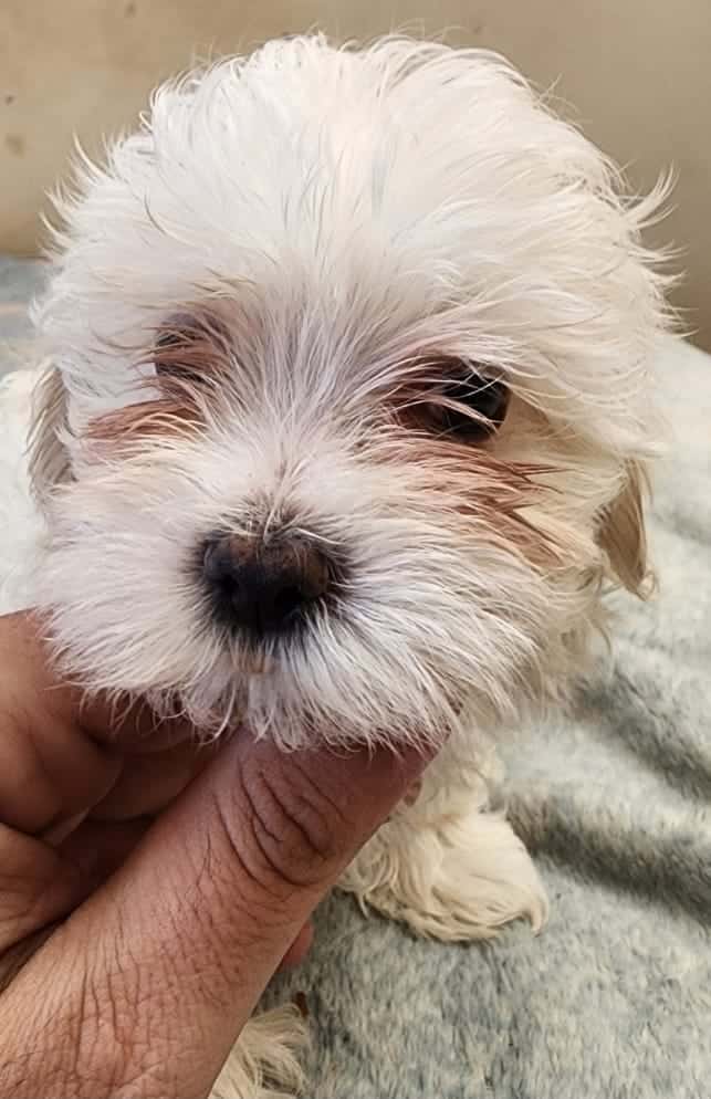 Purebred Maltese Puppy – Ready Now image 2
