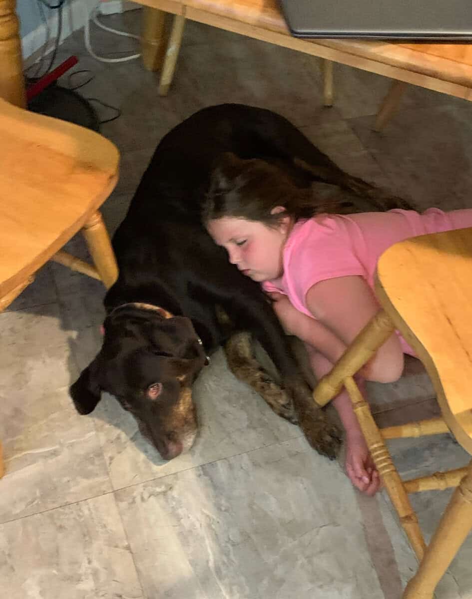 Sweet 8 y.o female lab image 7
