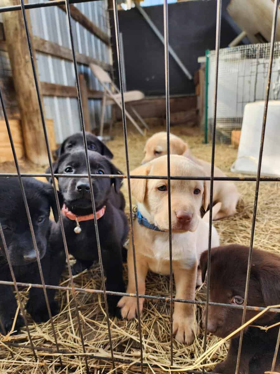 AKC Labrador Retriever puppies image 2