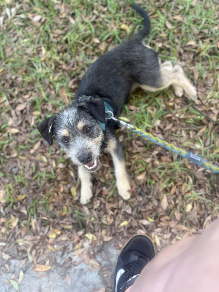 Minature Schnauzer/Terrier Mixed Puppies $400 image 5