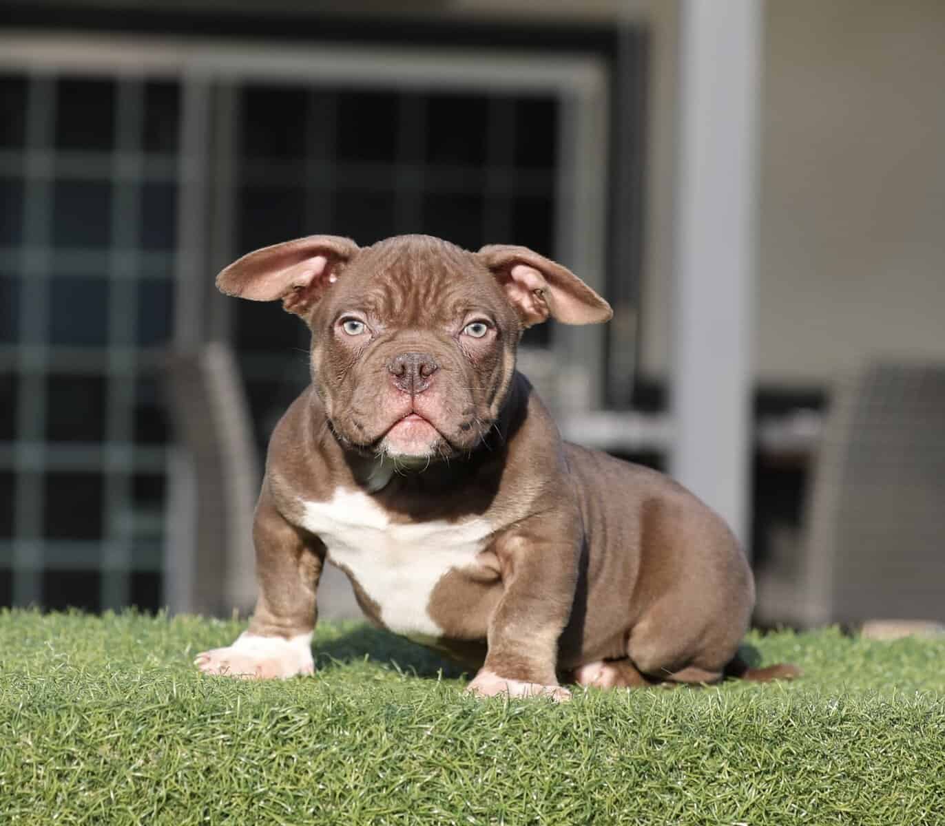 American Bully image 8
