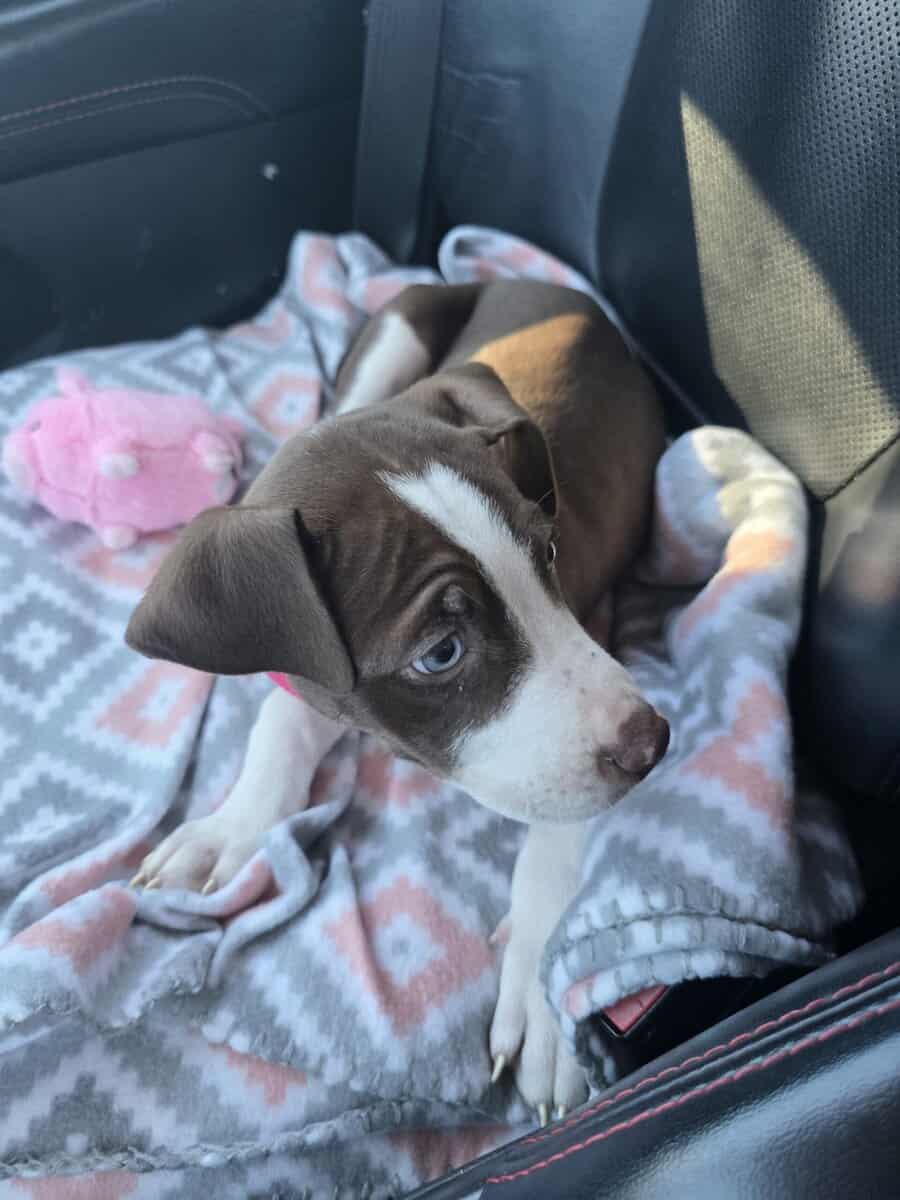 10 week old pup for sale image 5