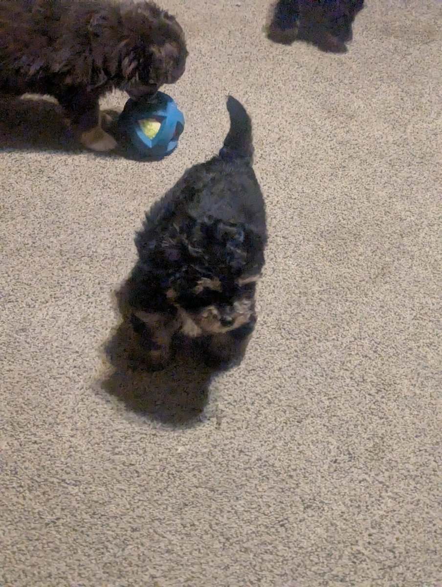 Mini aussiedoodle puppies 8 weeks old image 3