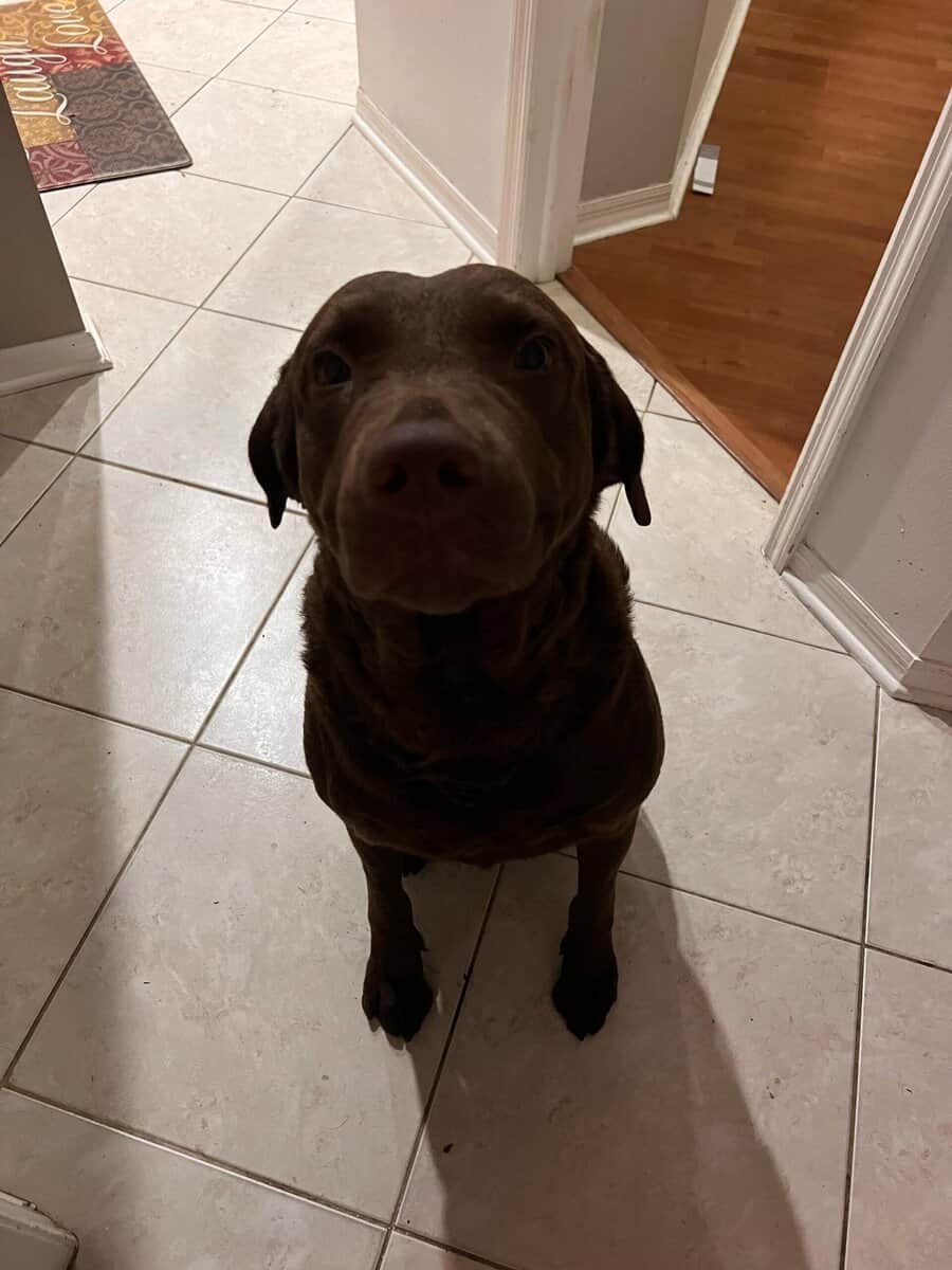 Chesapeake Bay Retriever image 2