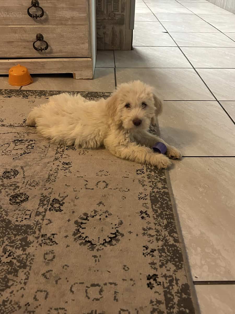 Labradoodle puppy image 8