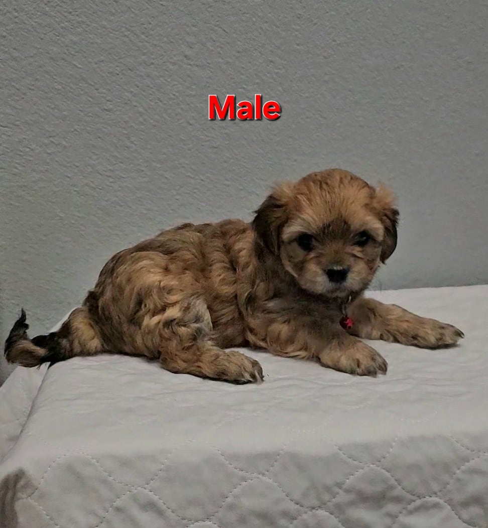 Teddy Bear Puppies image 2