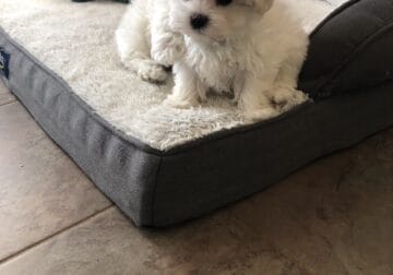 Maltese purebred male.