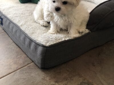 Maltese purebred male.