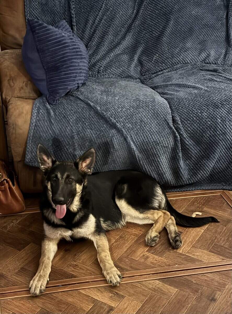 Obedient German Shepherd Puppy image 1