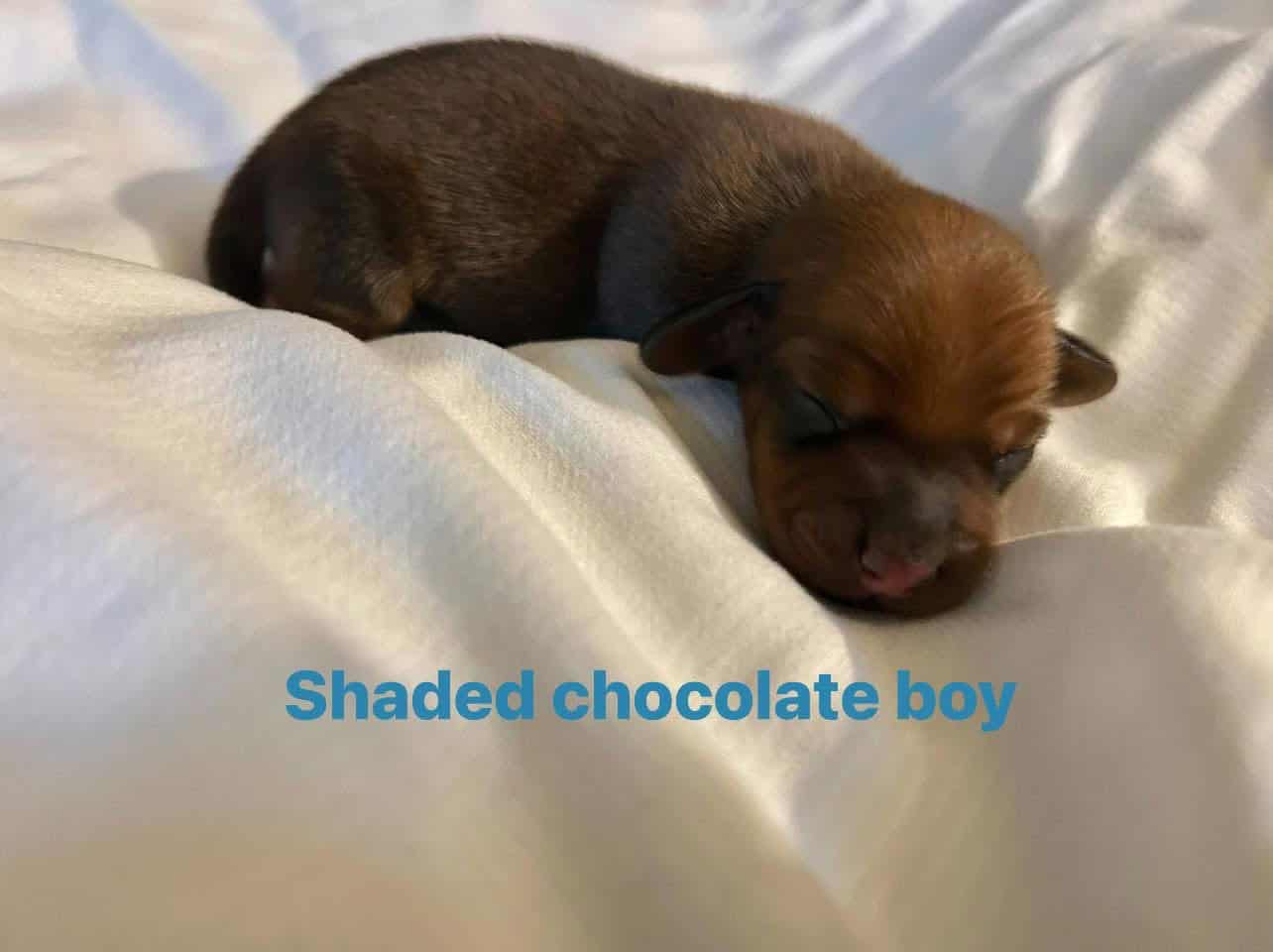 AKC miniature dachshund image 5
