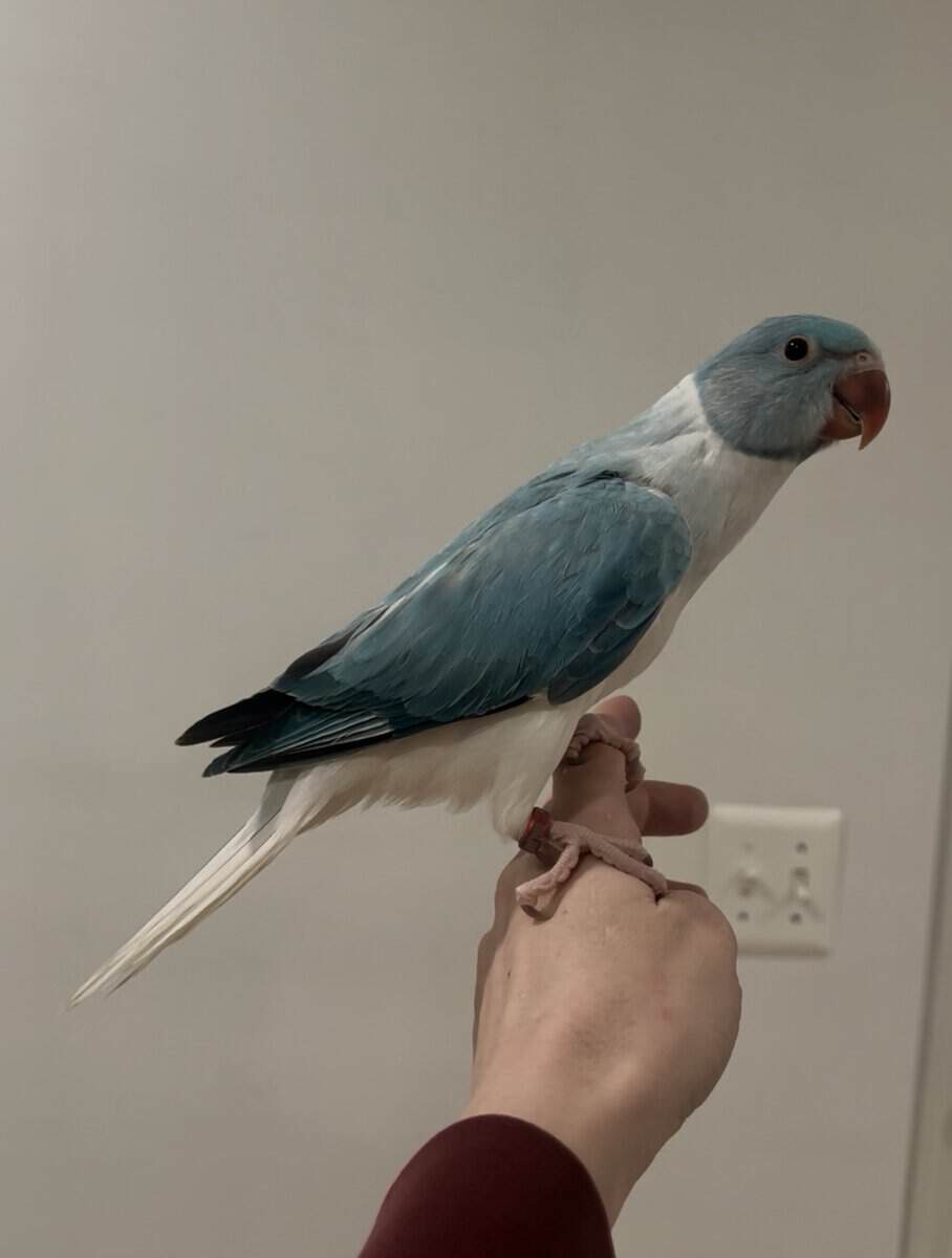 Beautiful indian ringneck babies ready now! image 3