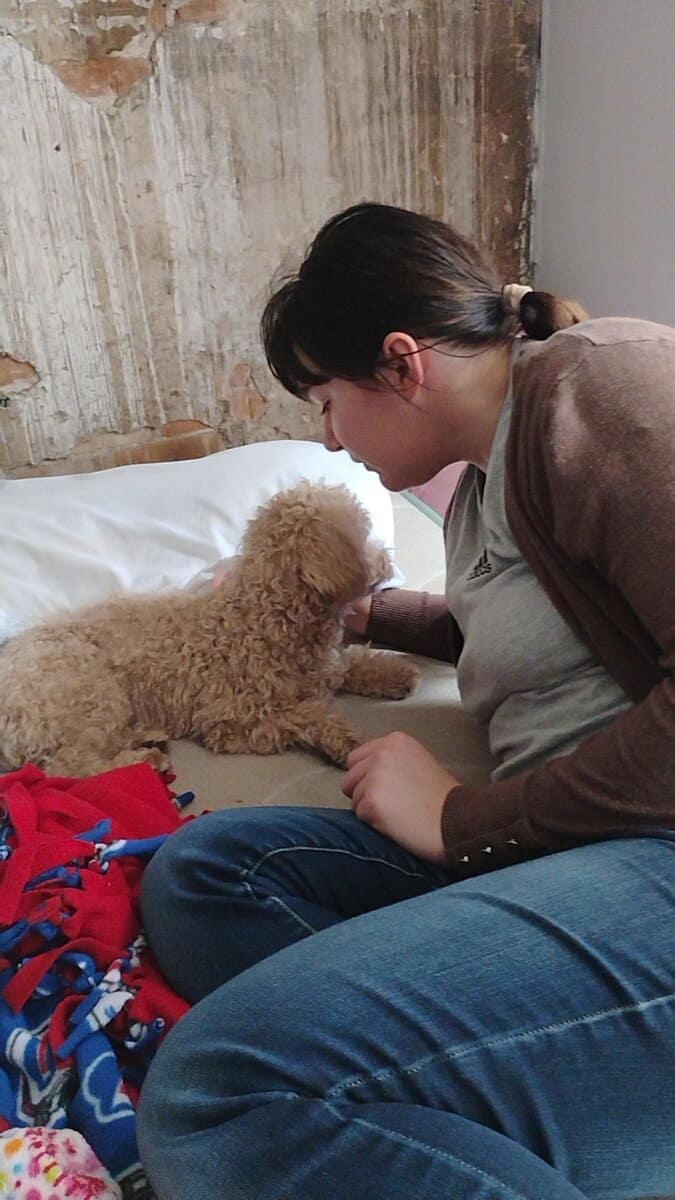 Poodle needs a good home image 1