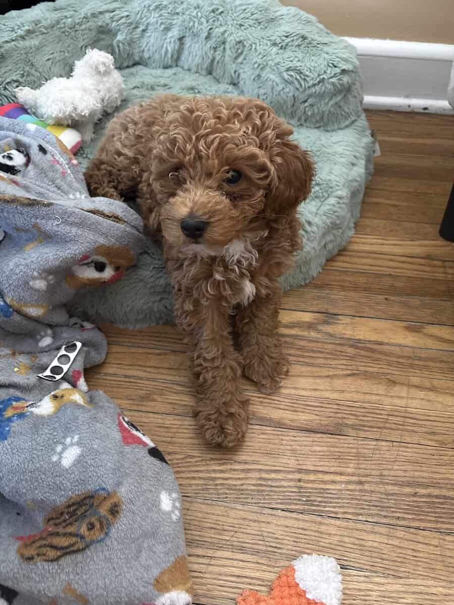 Goldendoodle pup image 1