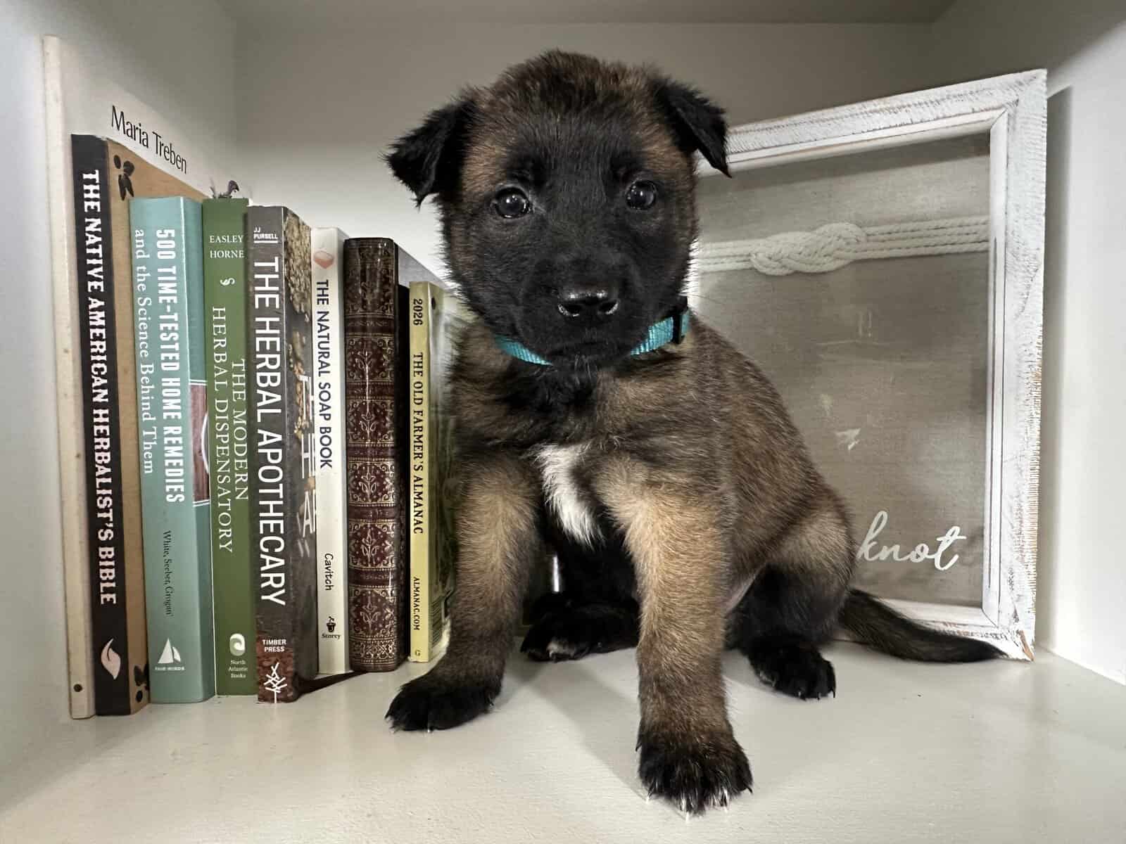 Belgian Malinois image 3