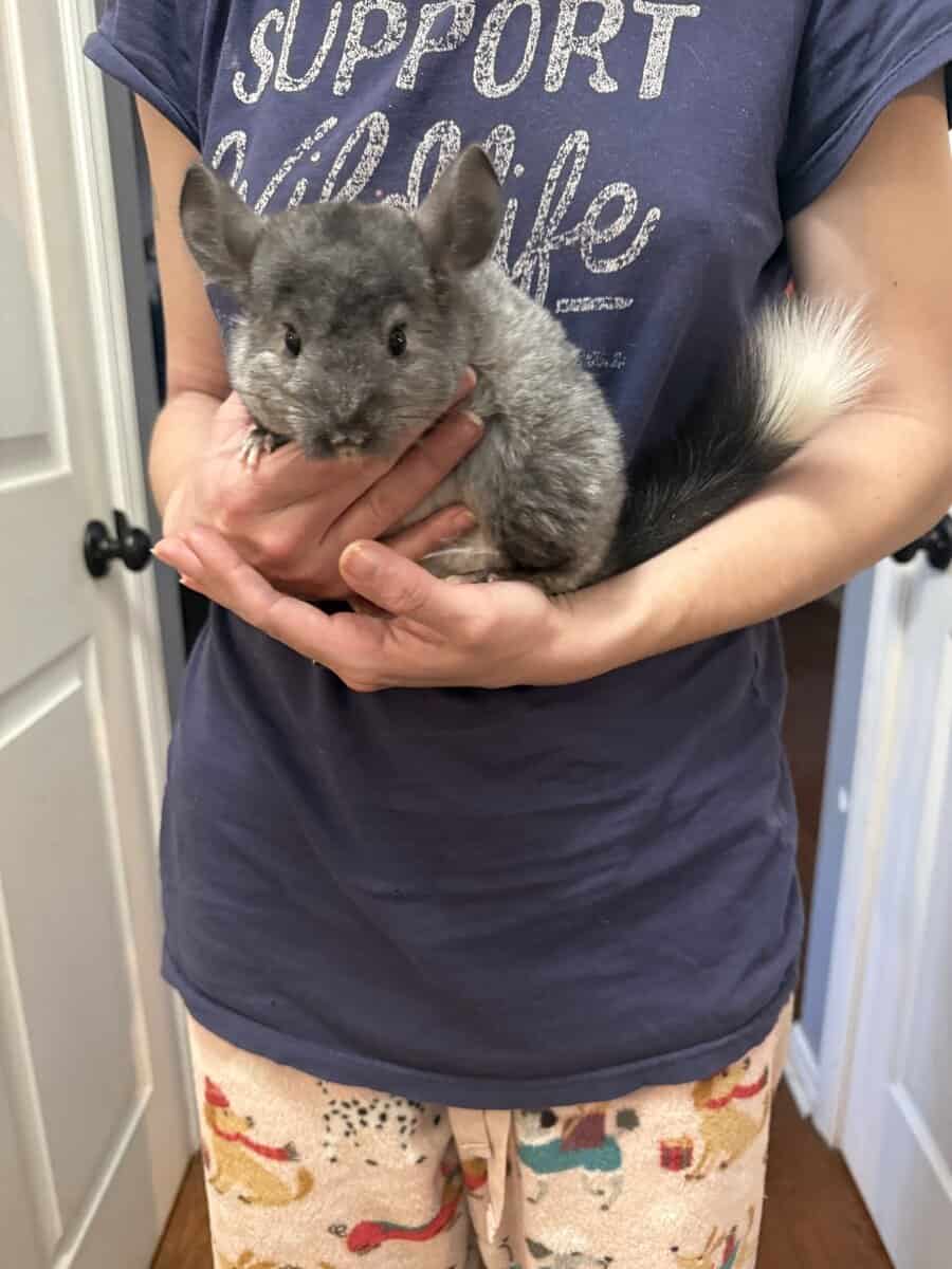 Chinchillas image 2
