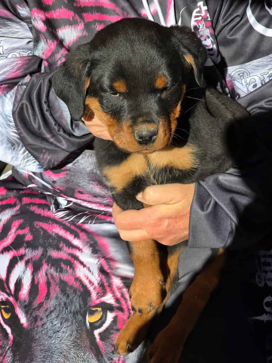 Rottweiler Puppies For Sale image 1