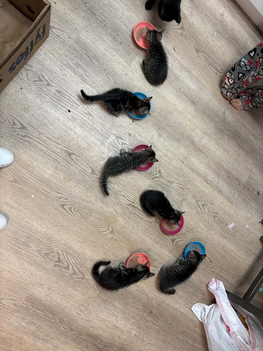 Kittens image 1