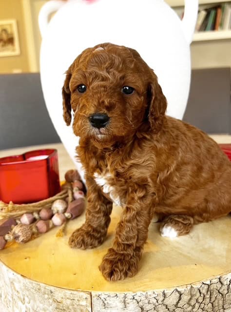 Adorable Micro f1bb Goldendoodle puppies! image 5