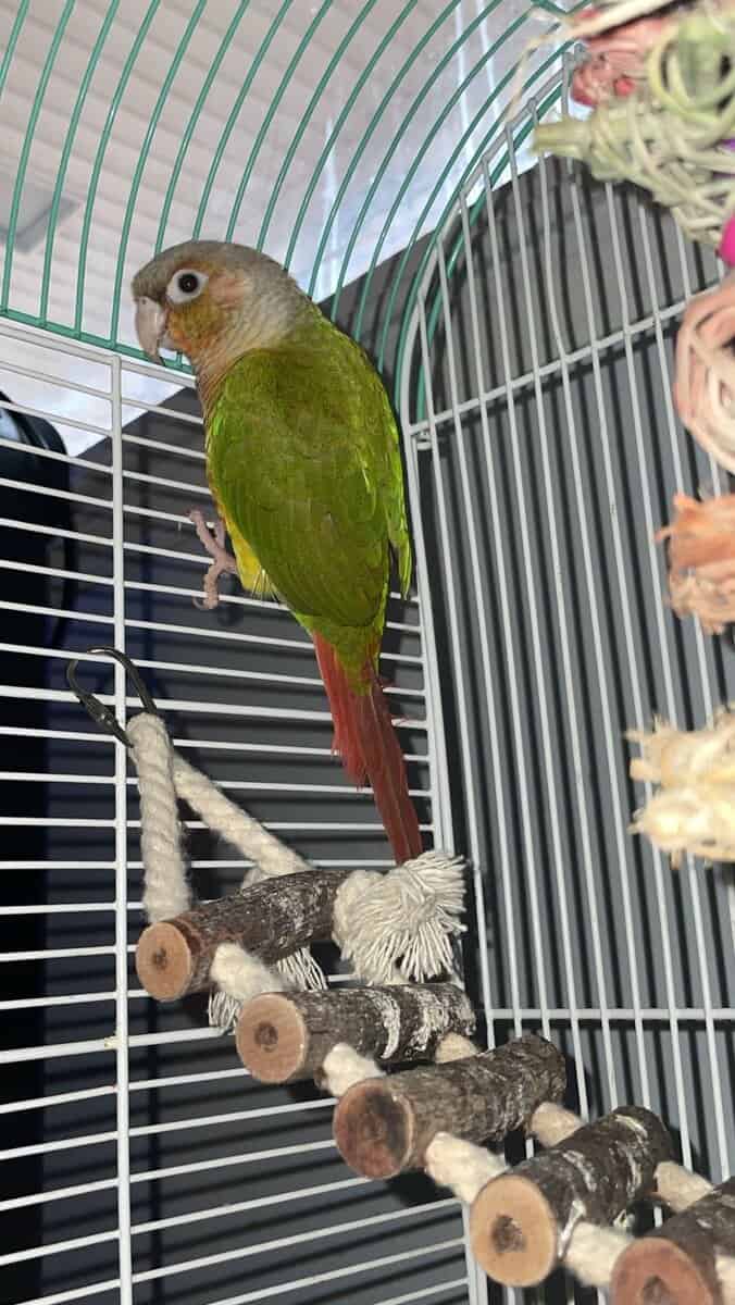 Conure parrot image 2